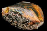 Polished Condor Agate From Argentina - Curved Cut Face #79623-2